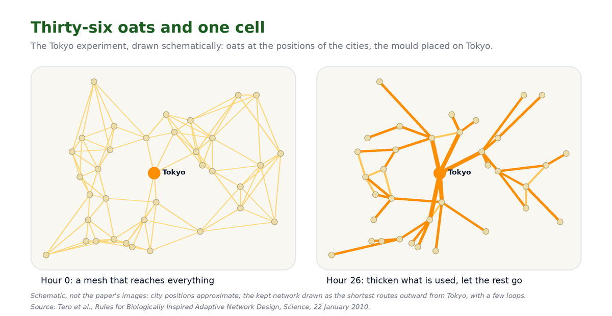 Schematic headed Thirty-six oats and one cell. Two panels of thirty-six dots at the positions of cities around Tokyo, with Tokyo marked in amber at the centre. Left, hour 0: a fine yellow mesh joining every dot to its neighbours. Right, hour 26: thick amber routes radiating from Tokyo to the dots, with a few loops, the rest gone. Caption: schematic, not the paper&rsquo;s images; city positions approximate.